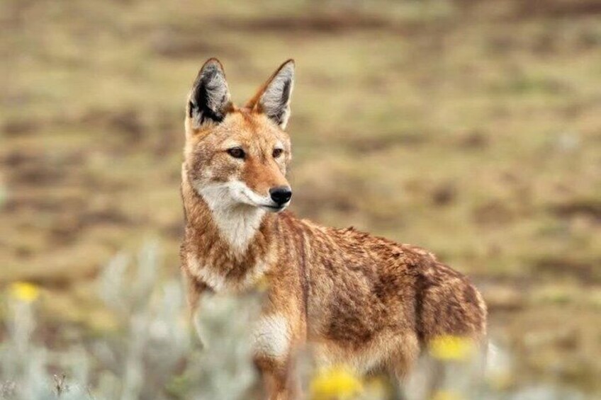 A fox in a natural landscape with sparse vegetation. 2