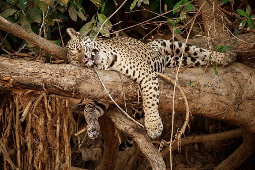 Udaipur To Jodhpur Jawai Leopard Safari and Ranakpur Temple Tour 1