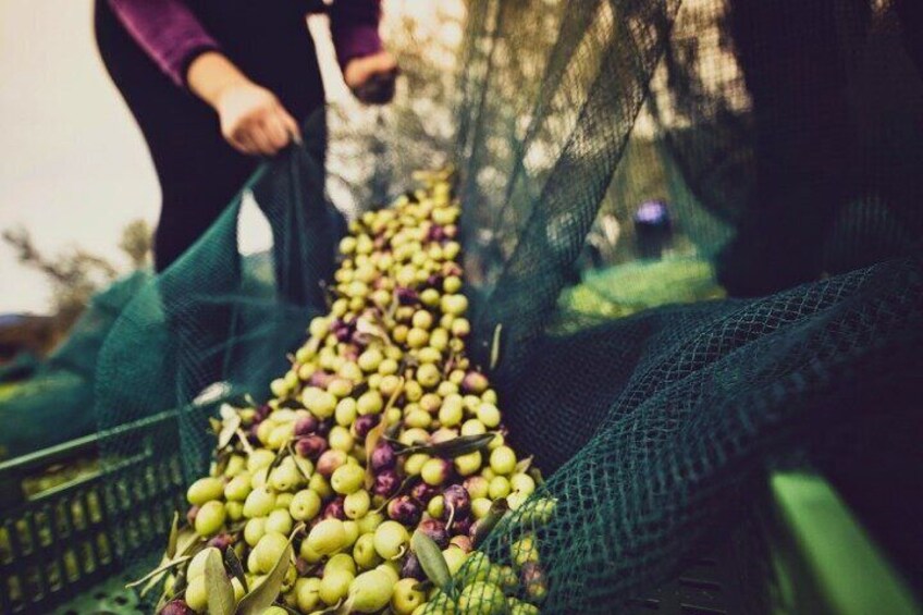 A person harvesting green and purple fruits, likely olives, from a tree using a green net. 3