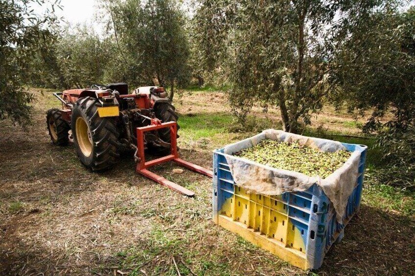 A tractor with a harvesting attachment in an olive grove, a blue and yellow crate filled with olives, and trees in the background. 5