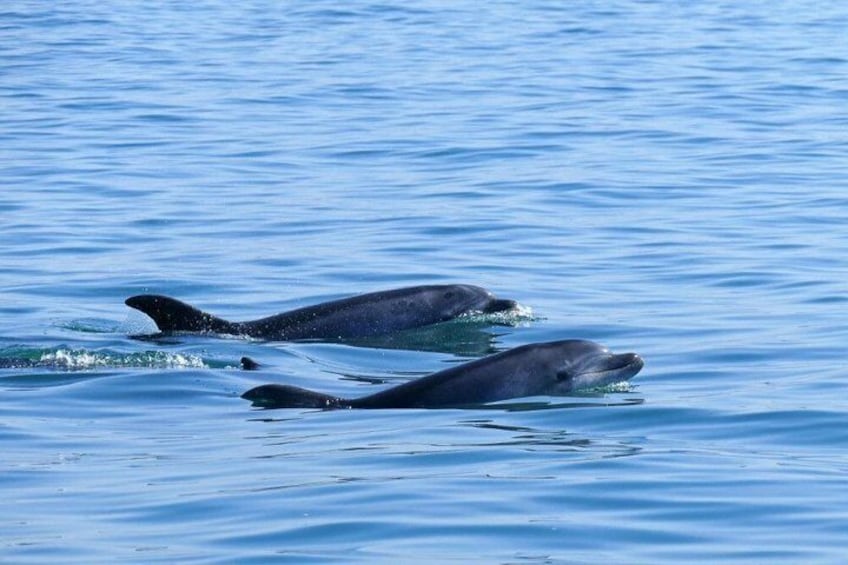Two whales swimming in the ocean. 1