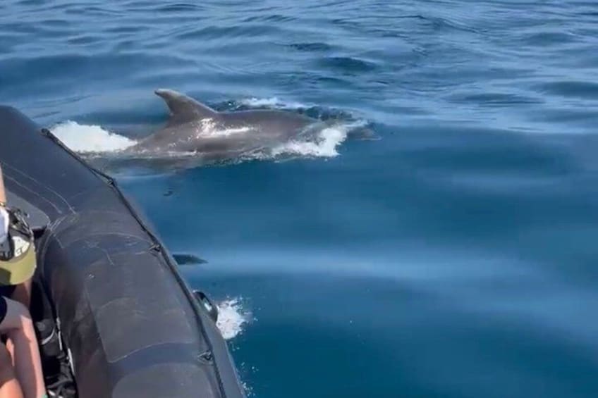 A boat with a dolphin swimming nearby. 5