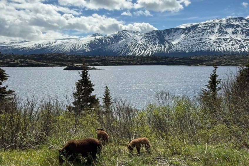 A lake with mountains in the background, a herd of brown cattle grazing, and coniferous trees. 4