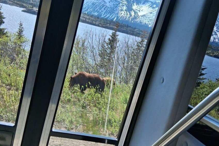 Yukon Suspension Bridge Tour from Skagway 2