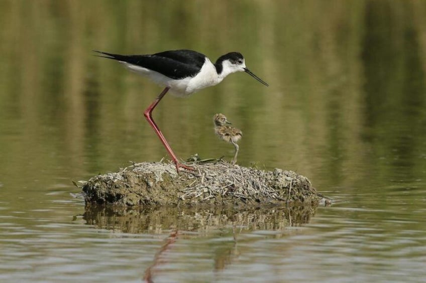 Explore Isola dell’Amore and wildlife on a Po Delta Boat Tour 2