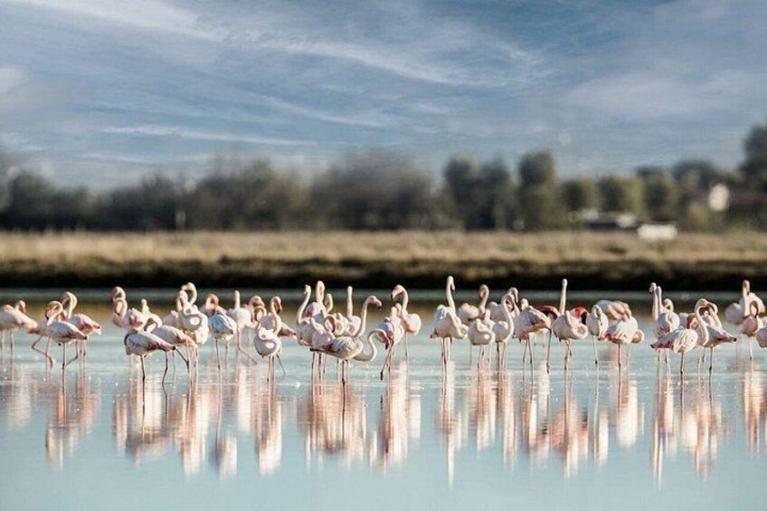 A group of flamingos standing in shallow water with a clear reflection, a calm sky, and a distant tree line. 5