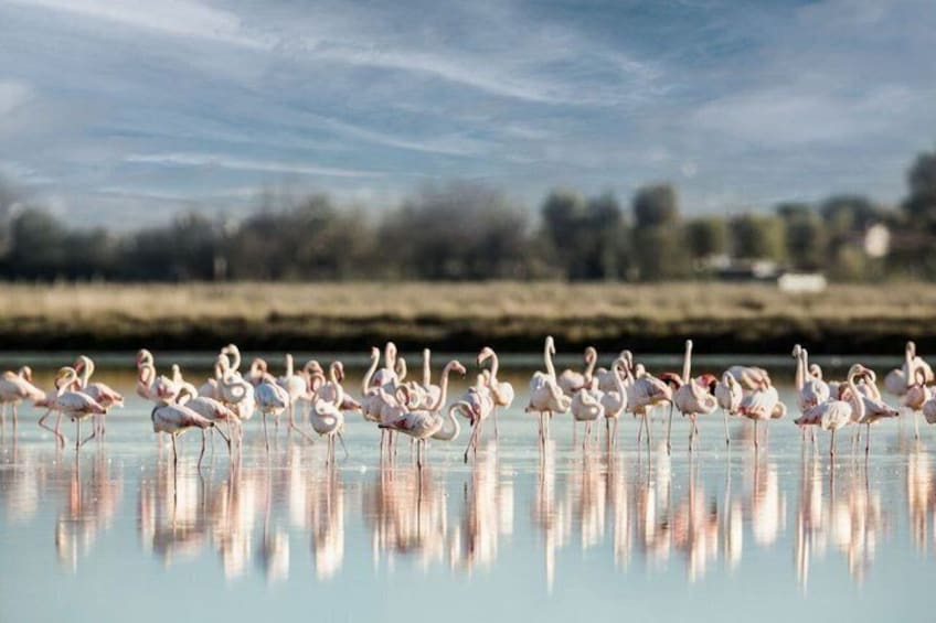 Explore Isola dell’Amore and wildlife on a Po Delta Boat Tour 5