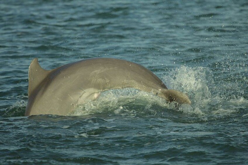 Cocoa Beach Dolphin and Wildlife Eco Activity 2
