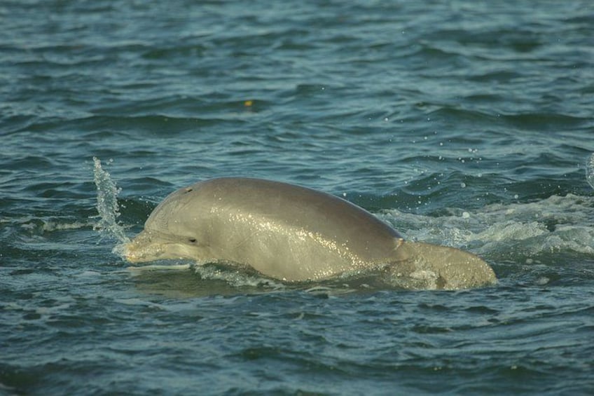 Een dolfijn zwemt in de oceaan. 2