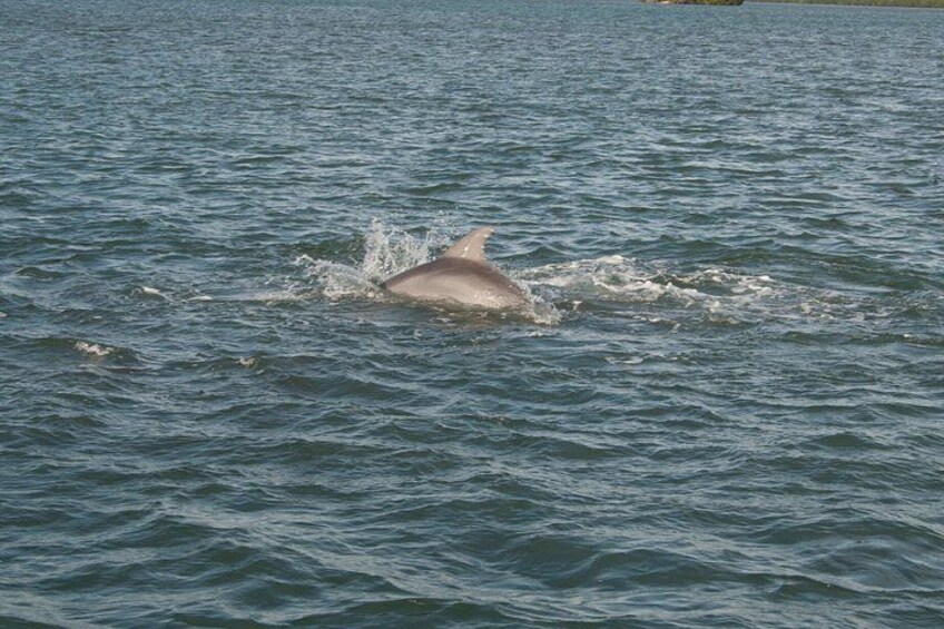 Cocoa Beach Dolphin and Wildlife Eco Activity 3