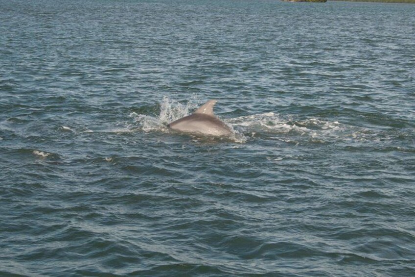 Cocoa Beach Dolphin and Wildlife Eco Activity 5