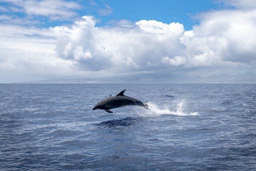 Cocoa Beach Dolphin and Wildlife Eco Activity 1