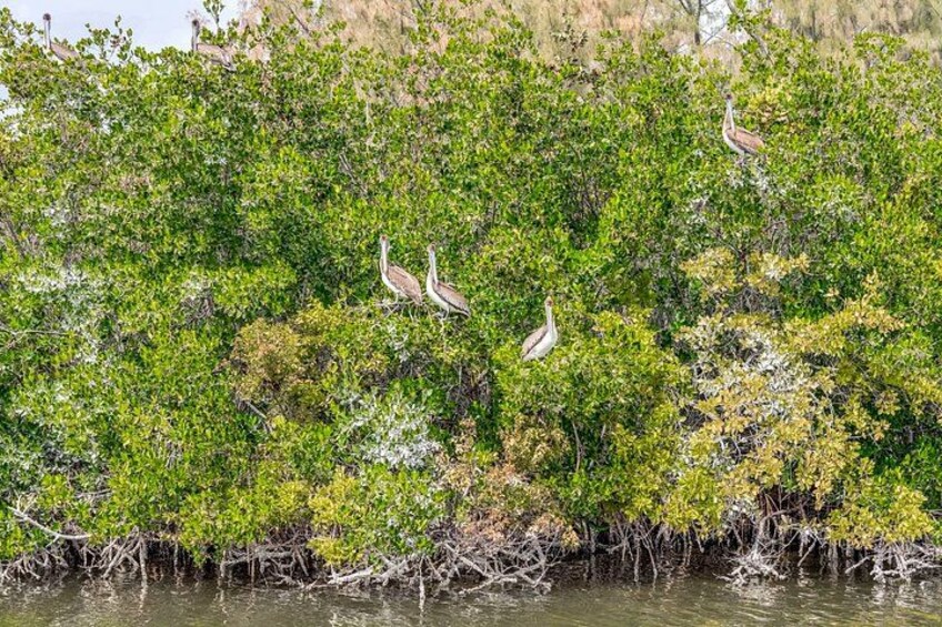Mangroveskov med flere fugle siddende i grenene. 2