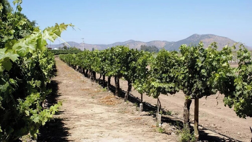 Santiago: Tour y Degustación Viña Concha y Toro 4
