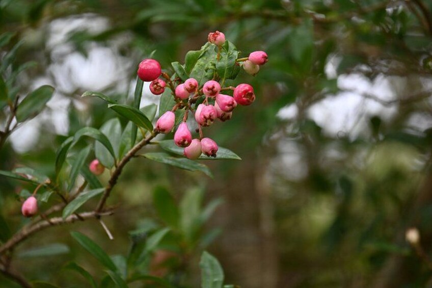 Native LIlly Pilly 4