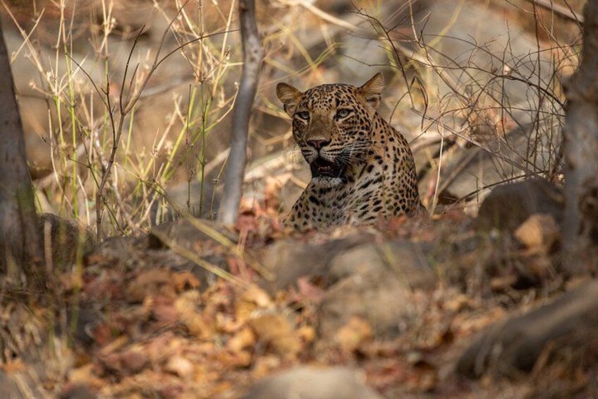 Jodhpur To Udaipur Via Jawai Leopard Safari, Ranakpur Temple Tour 3