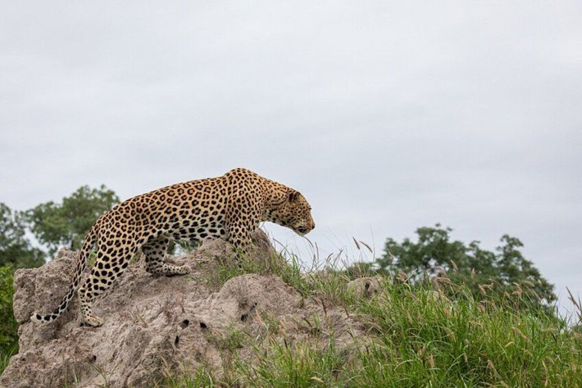 Jodhpur To Udaipur Via Jawai Leopard Safari, Ranakpur Temple Tour 4
