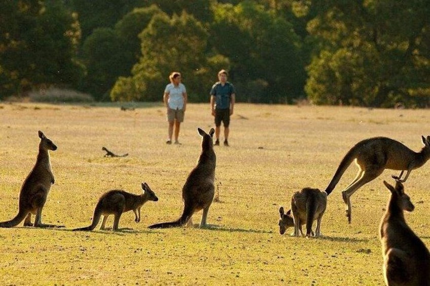 A group of kangaroos in a grassy field with people in the background. 4