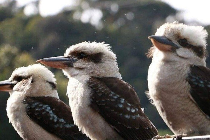 Three birds with white and brown feathers, perched closely together. 5