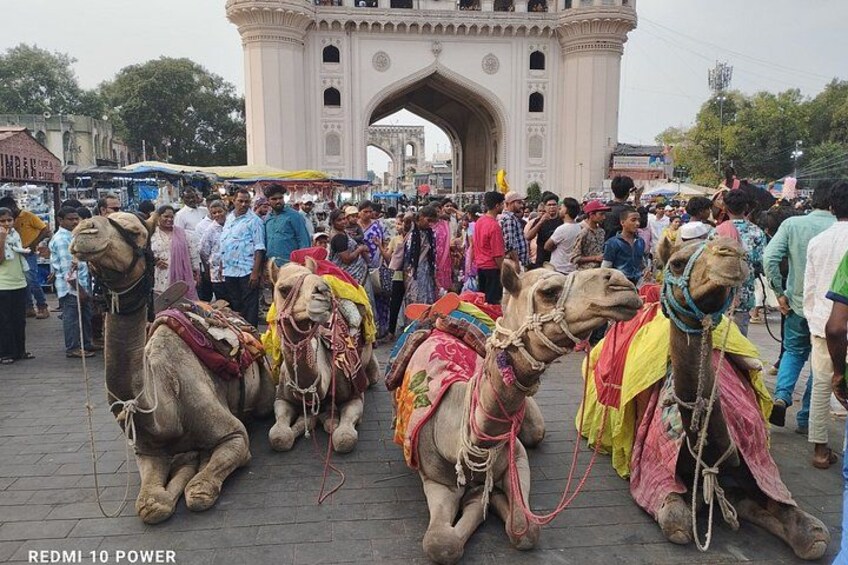 A group of camels with colorful blankets in front of a large archway. 5