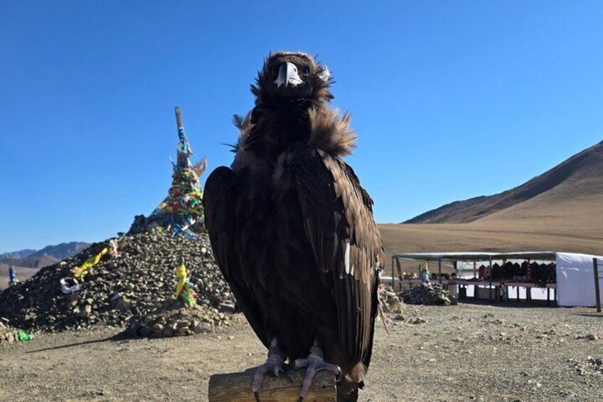 A large bird perched on a wooden post with a colorful structure and tents in the background. 5