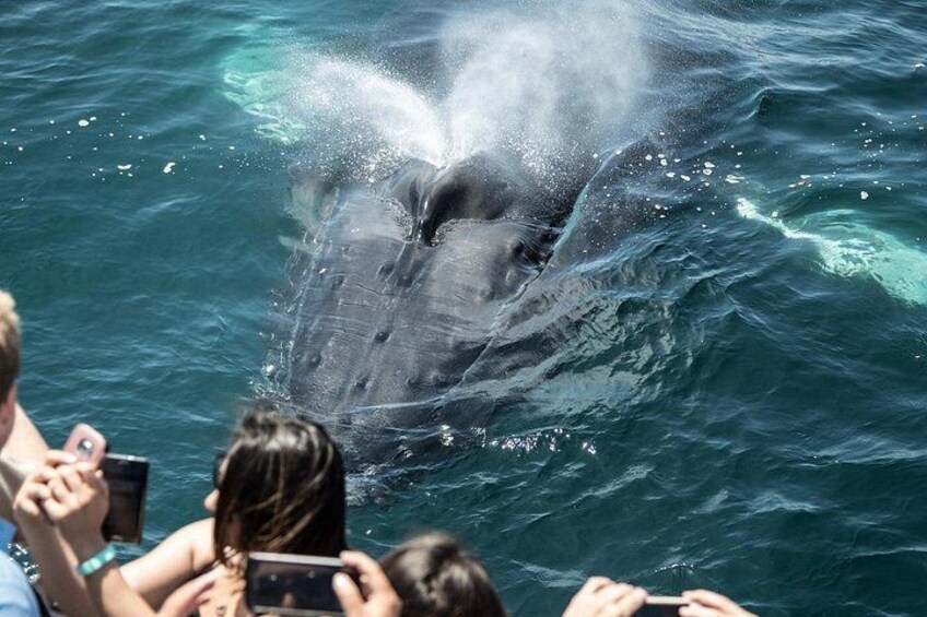 Humpback whale in a selfie. 5