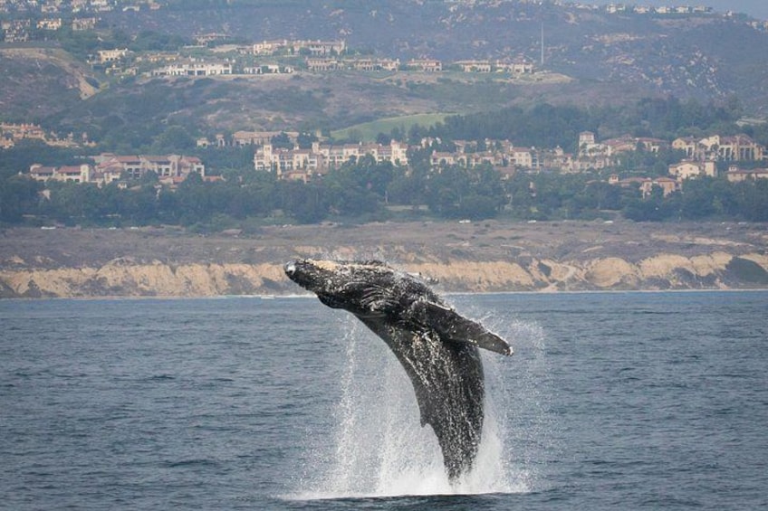 Humpback whale breaching off Crystal Cove marine park. 4