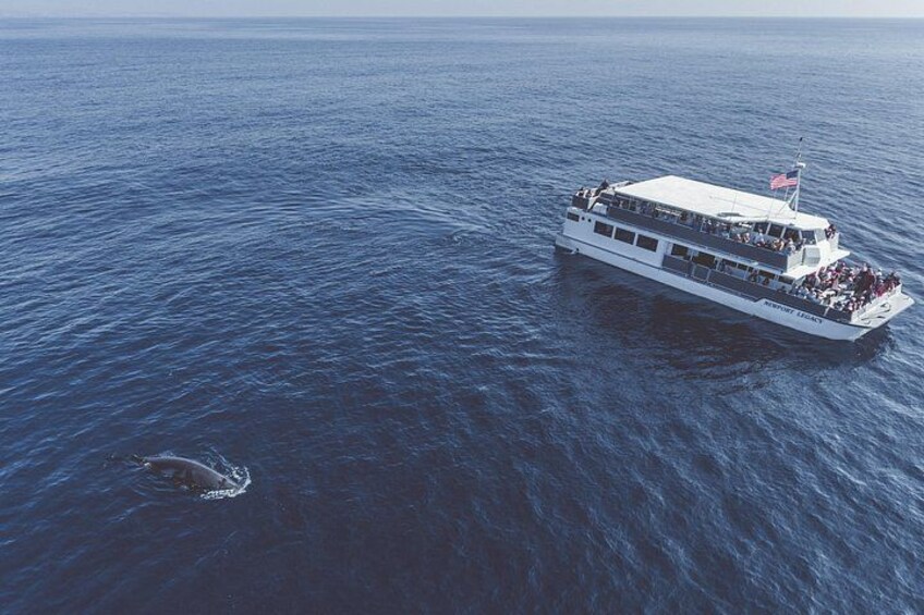 Newport Legacy viewing a whale- our second Luxury catamaran 2