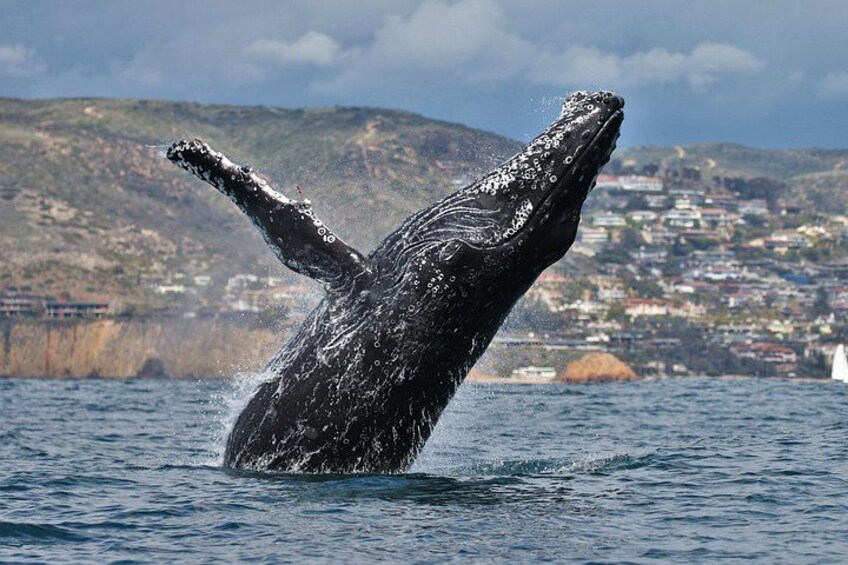 Humpback whale off Laguna Beach 3