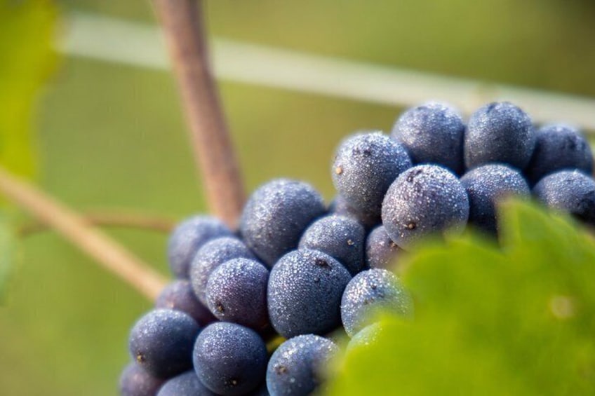 A cluster of dark purple grapes on a vine. 4