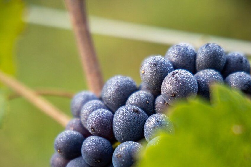 A cluster of dark purple grapes on a vine with green leaves in the foreground. 4