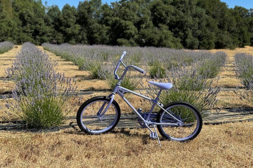 Een fiets geparkeerd in een veld met rijen lavendel. 4