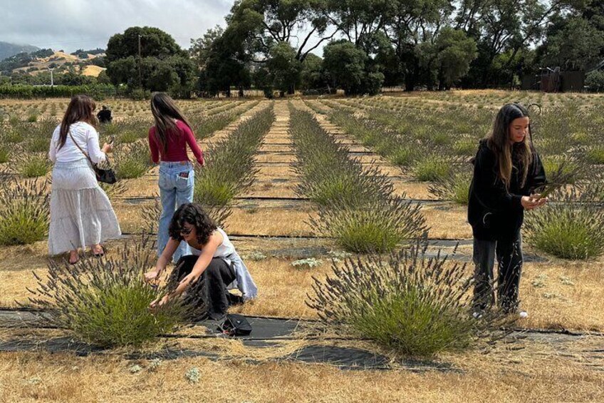 Mendocino Lavender Farm Tour 2