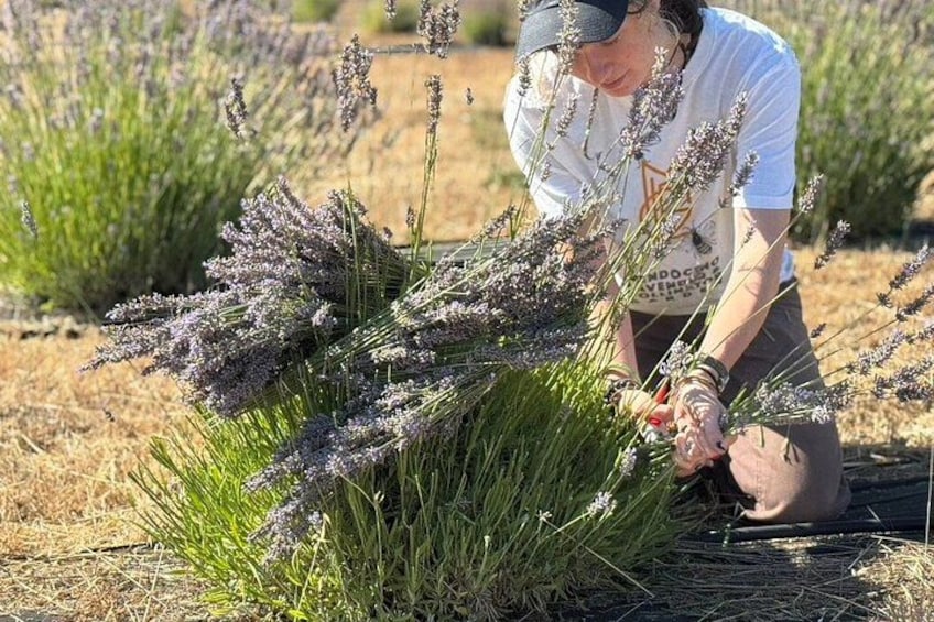 Iemand oogst lavendel in een veld. 3