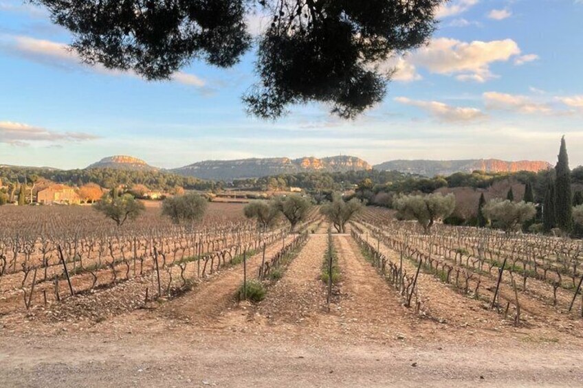 A vineyard with rows of grapevines, trees, and distant hills under a clear sky. 3