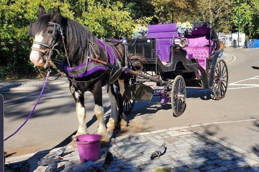 Private Guided Horse Drawn Carriage Rides Through Central Park 1