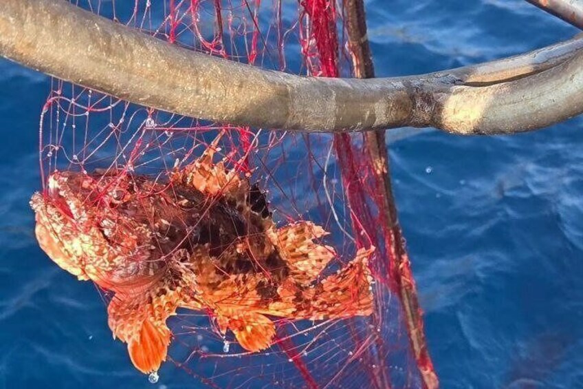 A fishing net with a fish caught in it, hanging from a tree branch over water. 2