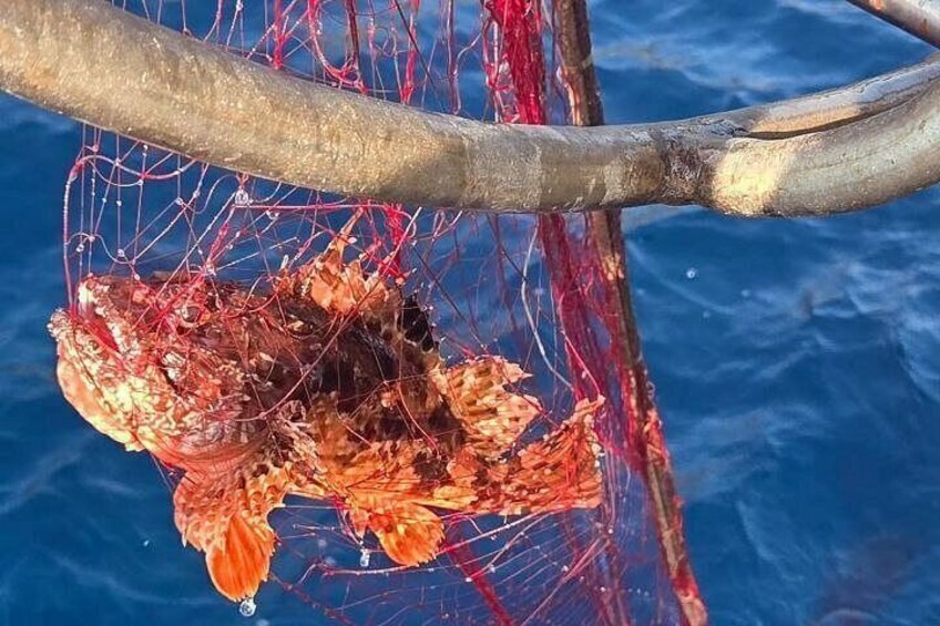 Fishing on the Island of Elba with lunch on board 2