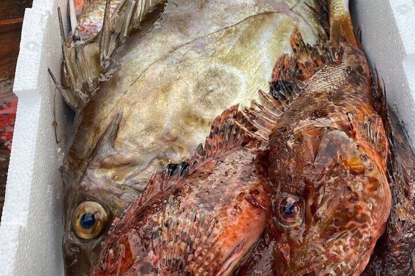 Fishing on the Island of Elba with lunch on board 2