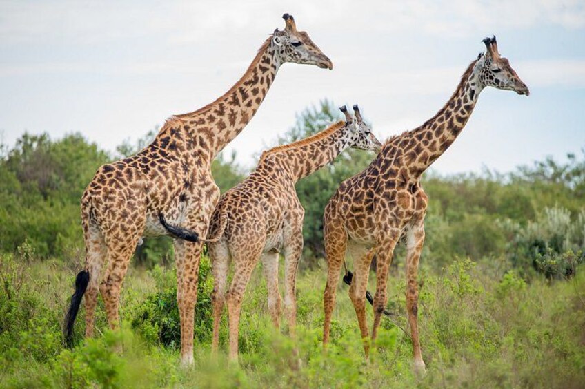 3 days Masai Masai Mara Sopa Lodge Safari 4