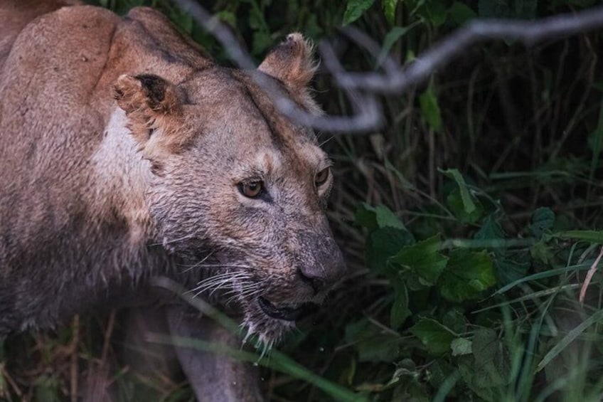 Un lion dans son environnement naturel, au milieu d’une végétation luxuriante. 2