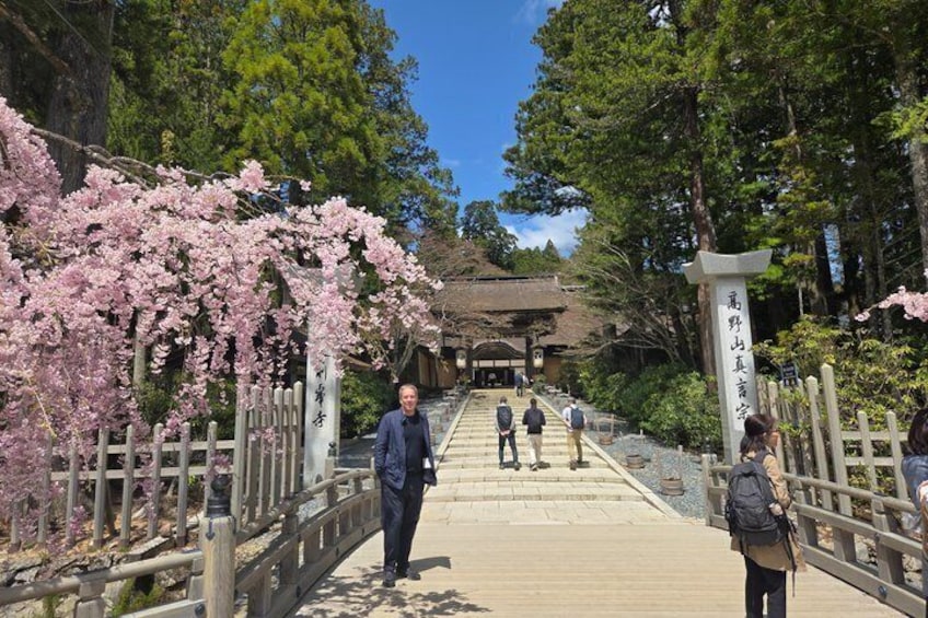 A traditional Japanese temple with cherry blossoms, a wooden bridge, and a stone pathway leading to the entrance. 4