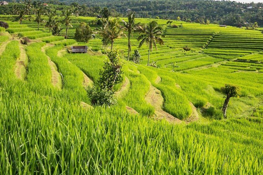 Un exuberante campo de arroz verde con terrazas y una pequeña estructura a lo lejos. 2