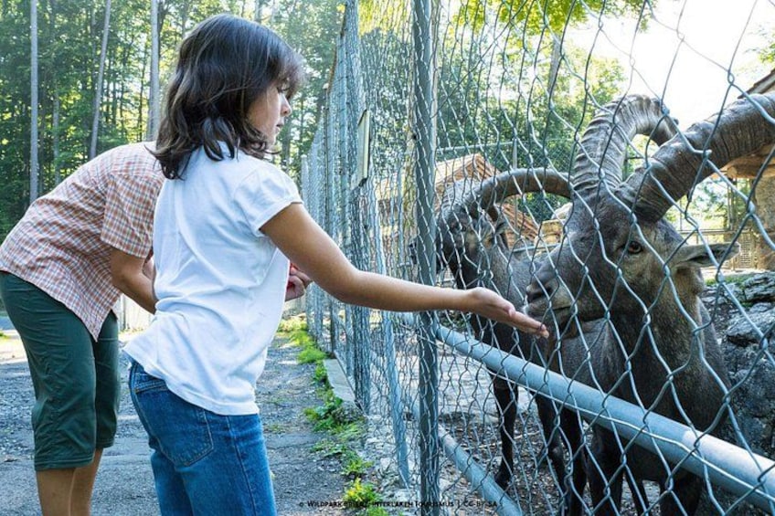Forest Wildlife Park Hiking Tour from Hofstetten 5