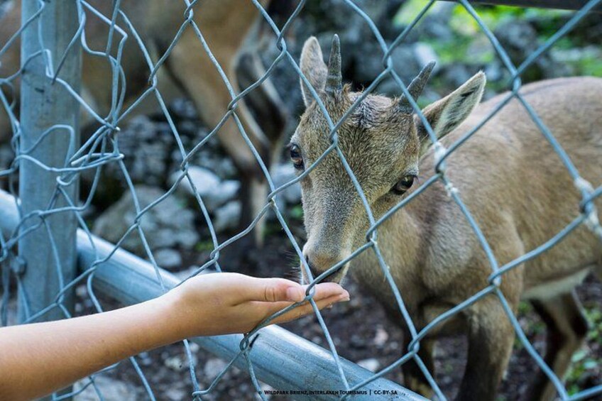 Forest Wildlife Park Hiking Tour from Hofstetten 4