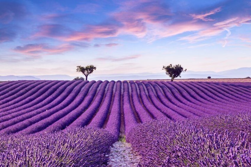 A lavender field with rows of plants and two trees in the distance. 1