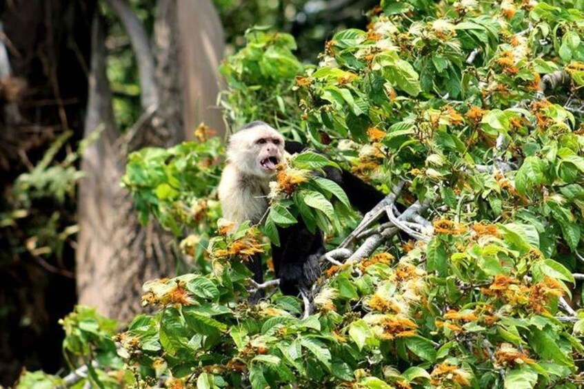 A monkey amidst dense foliage with green leaves and orange flowers. 3