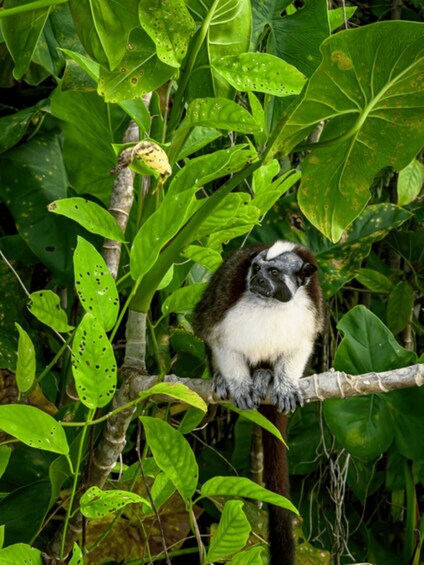 A monkey perched on a tree branch amidst dense green foliage. 1