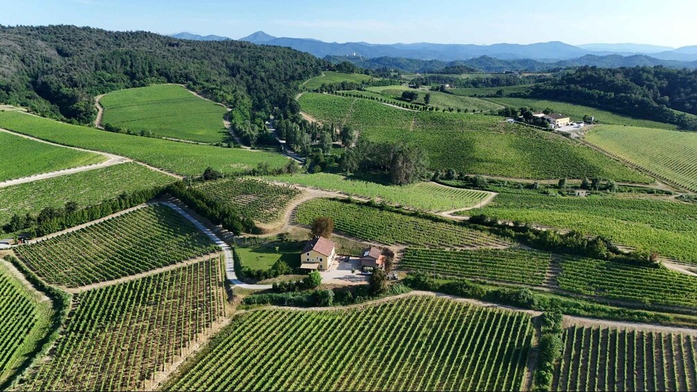 A vineyard with rows of grapevines, a small building, and rolling hills in the background. 4