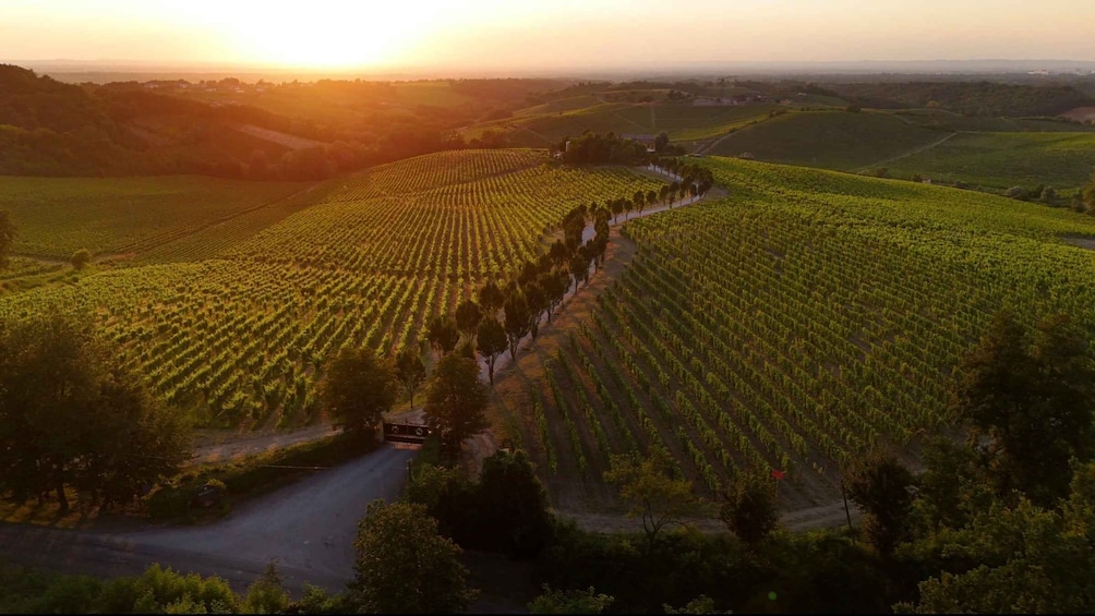A vineyard with rows of grapevines and a winding road. 1